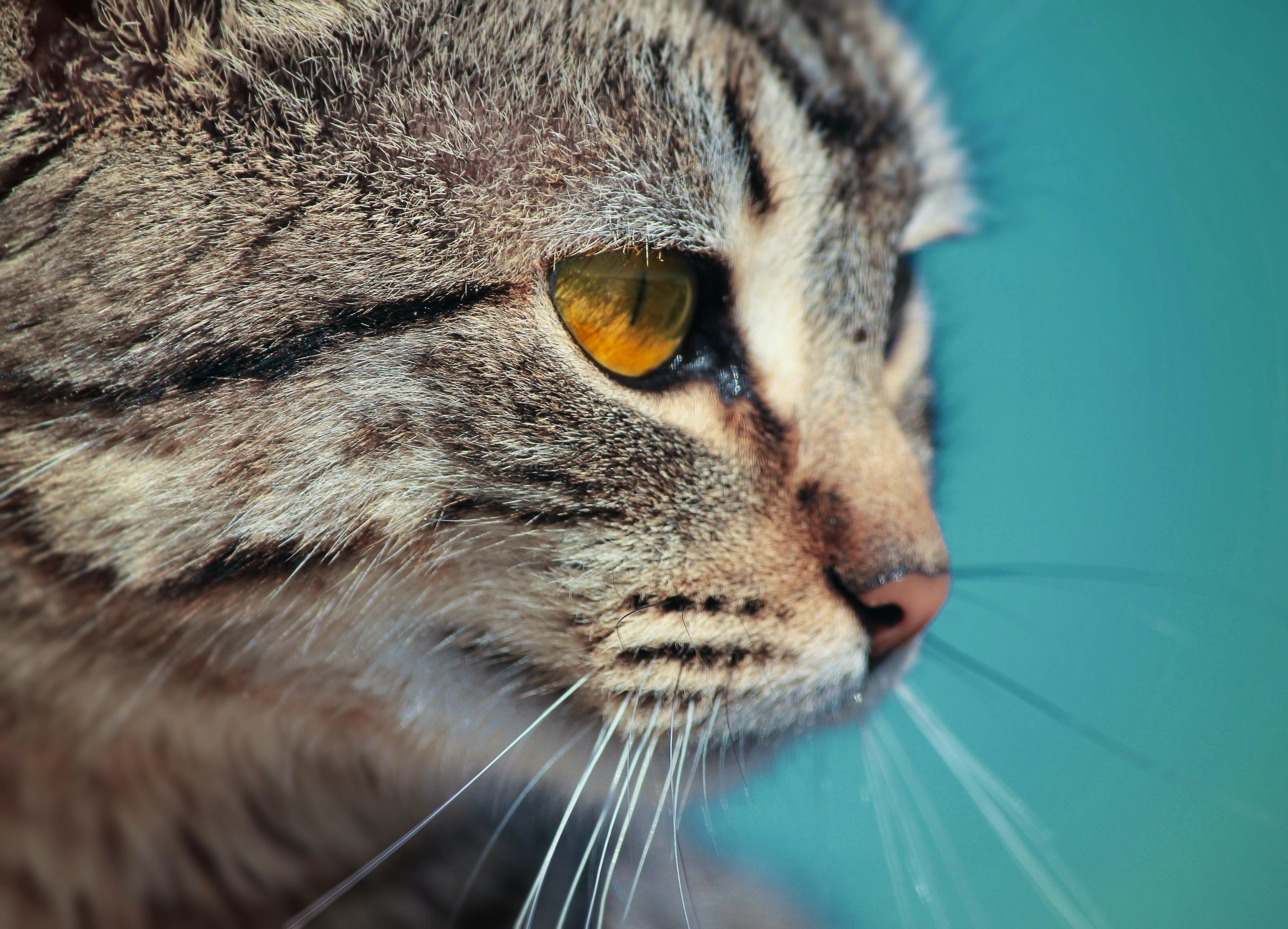Morocco Cat